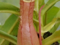 nepenthes_1