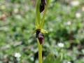 ophrys1_1_1