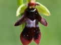 ophrys1_1_2