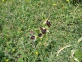 ophrys_2_11