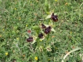 ophrys_2_12