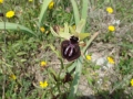 ophrys_2_13