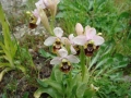 ophrys_2_2