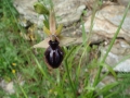 ophrys_2_3