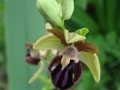 ophrys_2_4