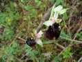 ophrys_2_5
