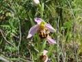 ophrys_2_7