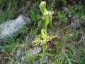 ophrys_2_8