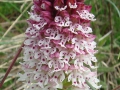 orchis_002